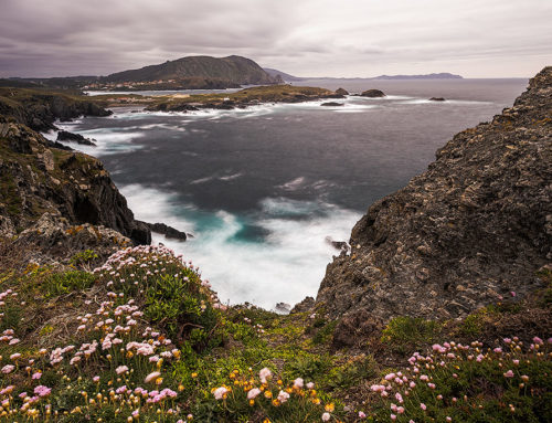 Armerias en la tormenta